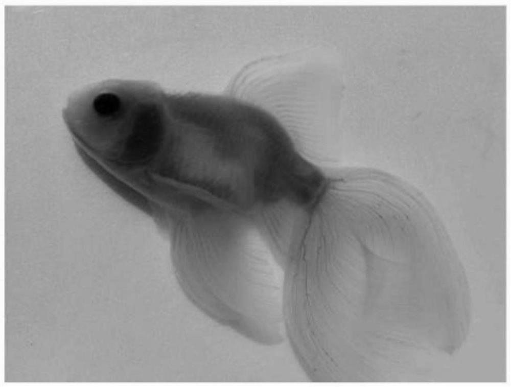 Method for inducing fish to generate body transparency phenomenon by ENU