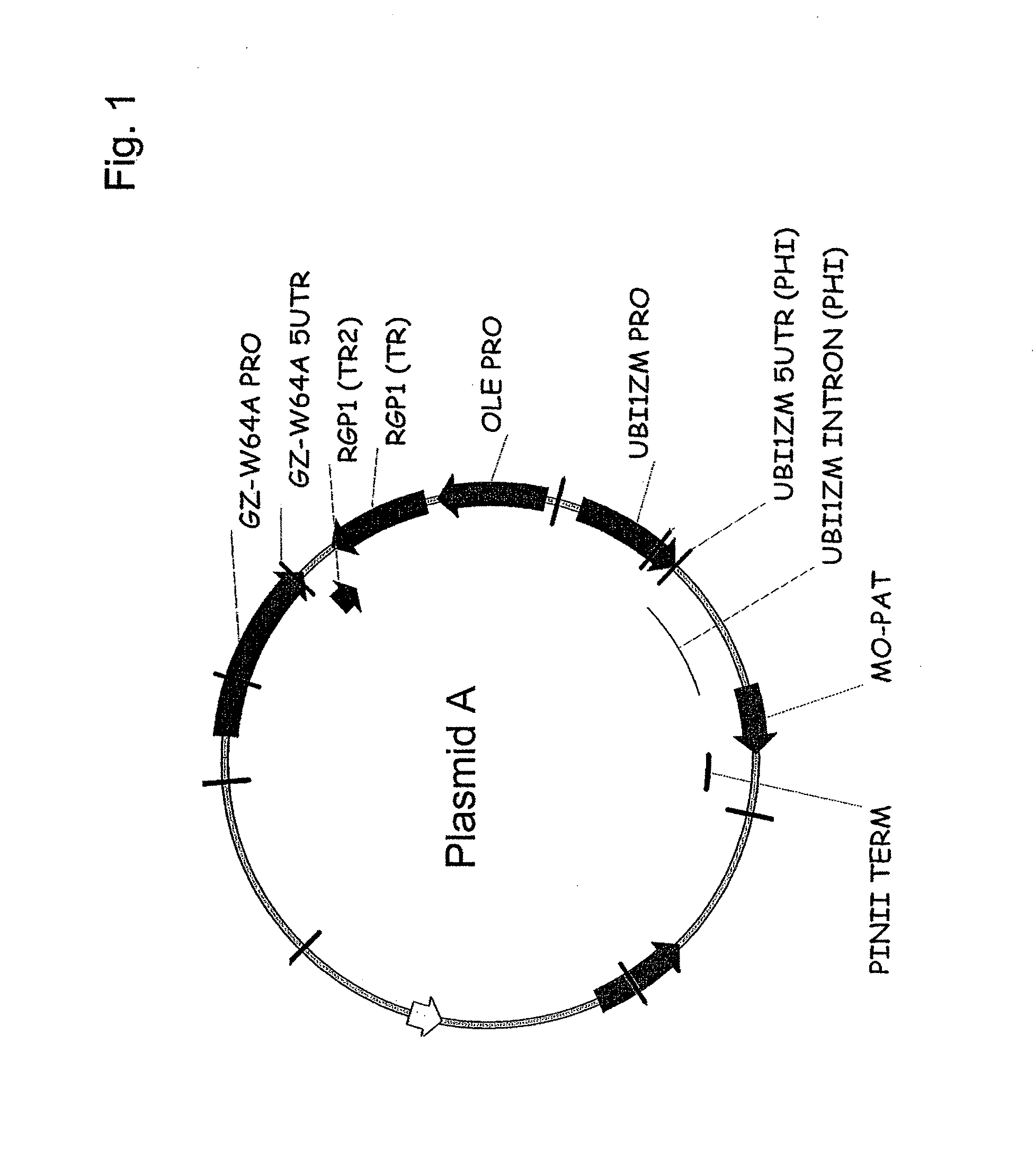 Compositions and methods for modulating expression of gene products