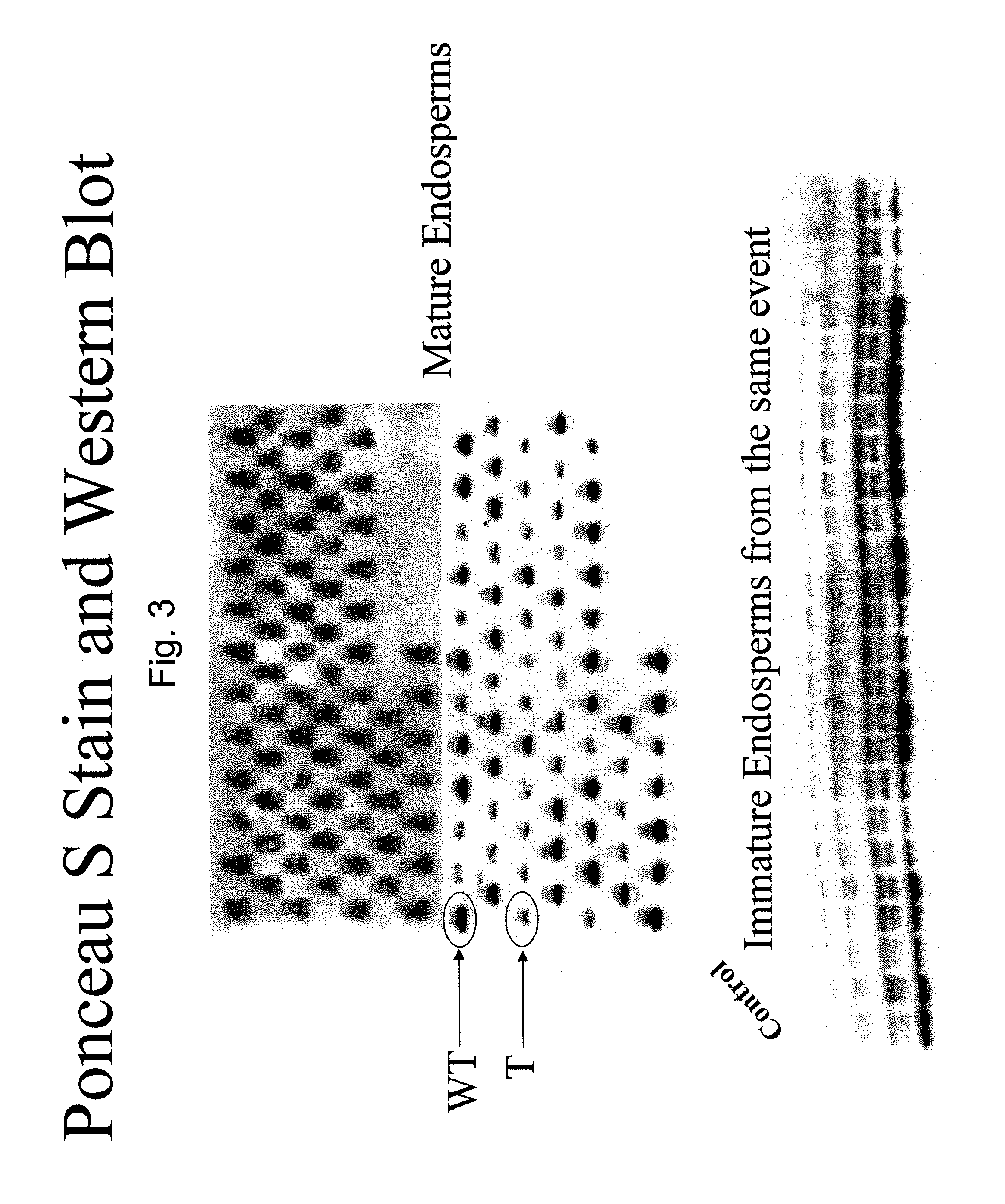 Compositions and methods for modulating expression of gene products