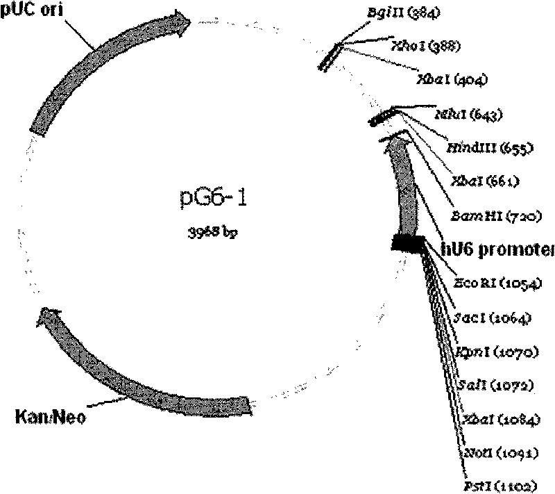 FAK and EGFR targeted RNA interference plasmid-lipidosome antineoplastic complex