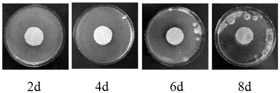 Sustained-release mildewproof/antibacterial and self-cleaning bifunctional casein-based nanometer microcapsule coating material and preparation method thereof