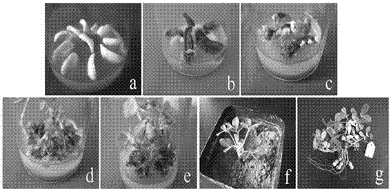 Gene ahpmm related to vitamin C synthesis in peanut and its application