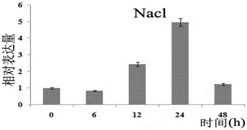 Gene ahpmm related to vitamin C synthesis in peanut and its application