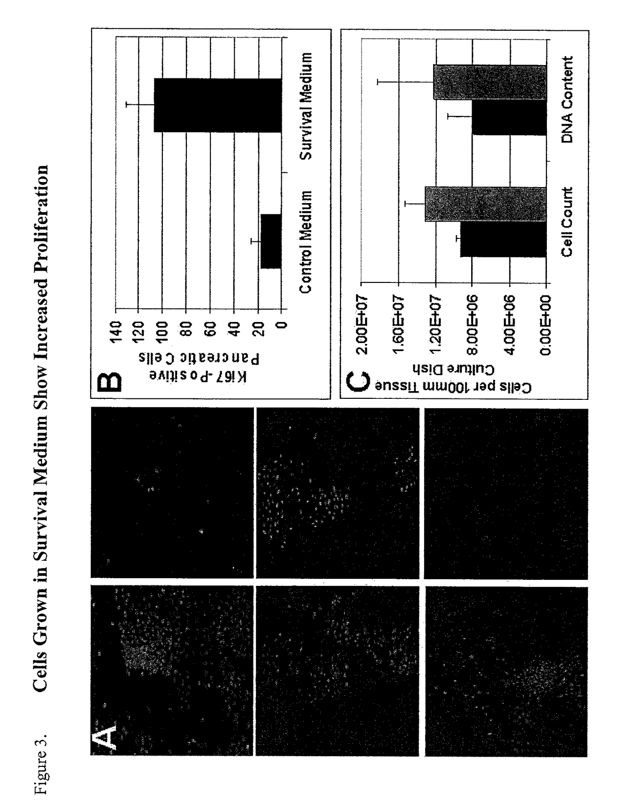 Method of improving cell proliferation of pancreatic progenitor cells in a pancreatic cell culture