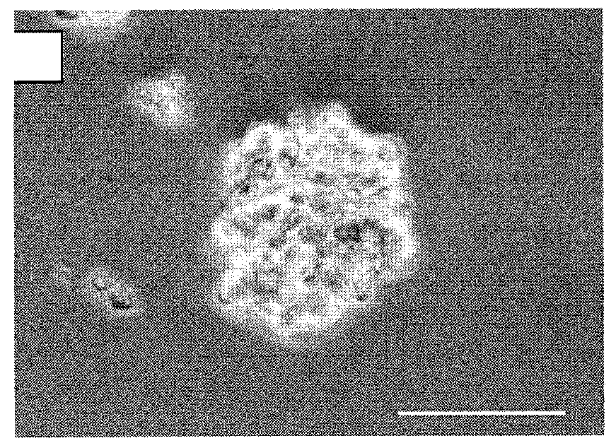 Archaeal polar lipid aggregates for administration to animals