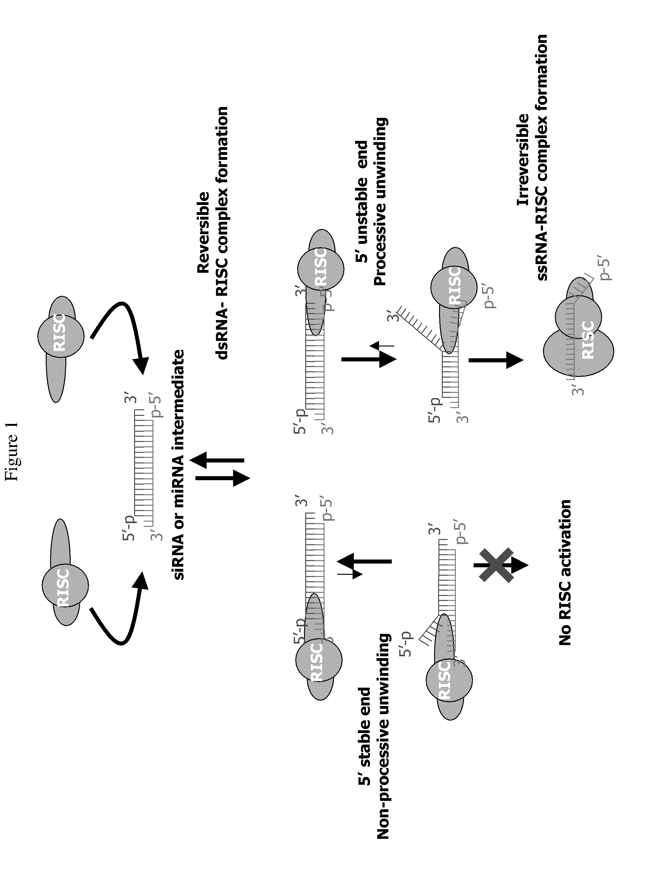 siRNA targeting catenin, beta-1 (CTNNB1)