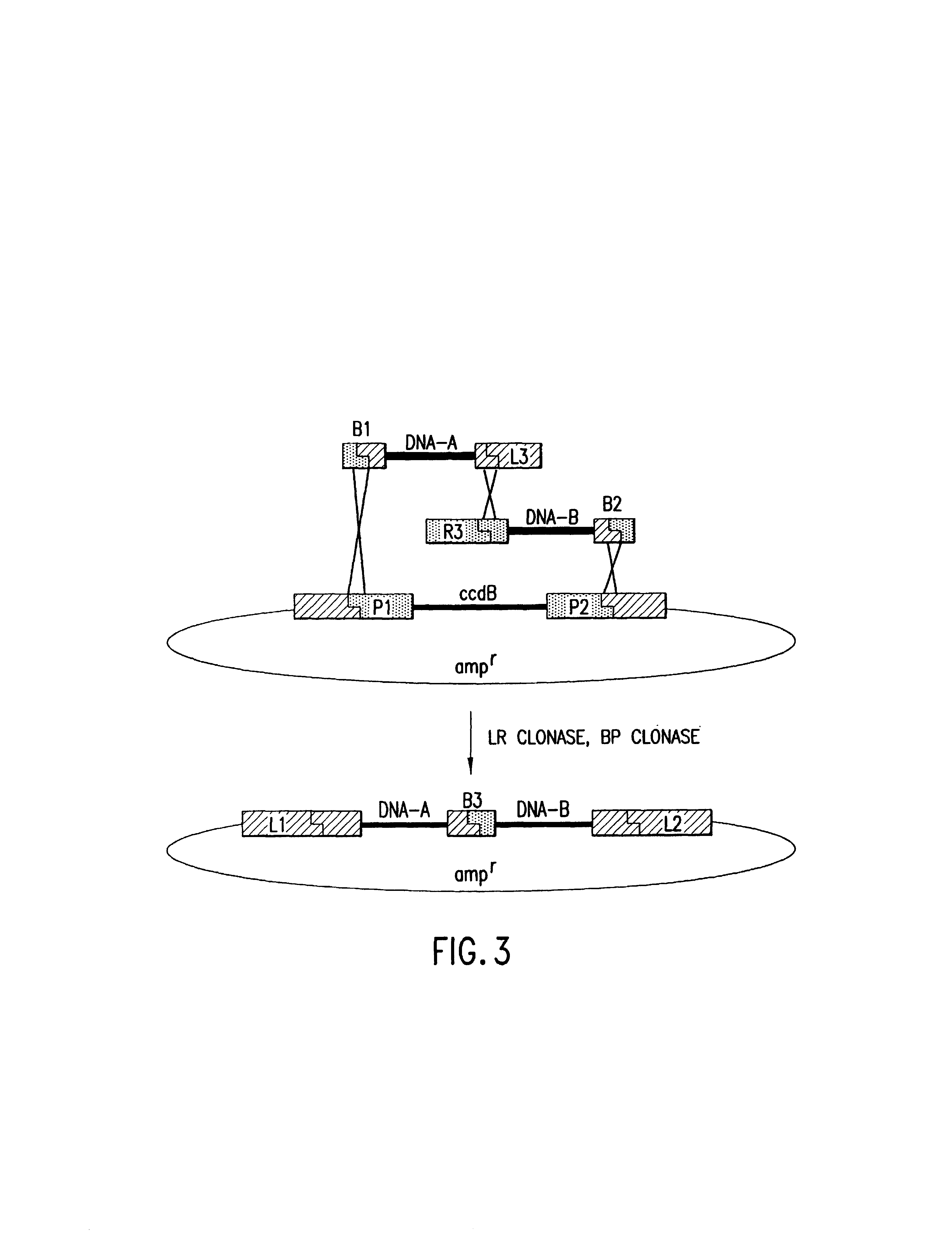 Methods and compositions for synthesis of nucleic acid molecules using multiple recognition sites