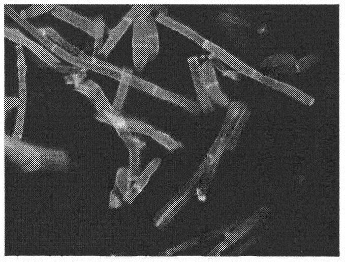 Stable and easy-to-store vaginal secretion microbial cell fluorescence detection dye liquor