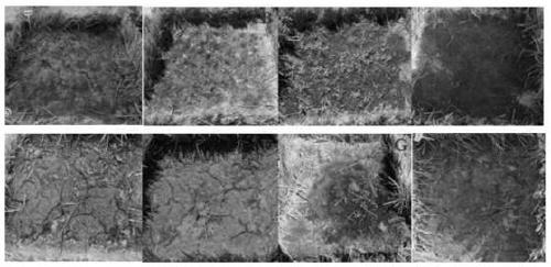 Rapid recovery method for field sand moss crusts