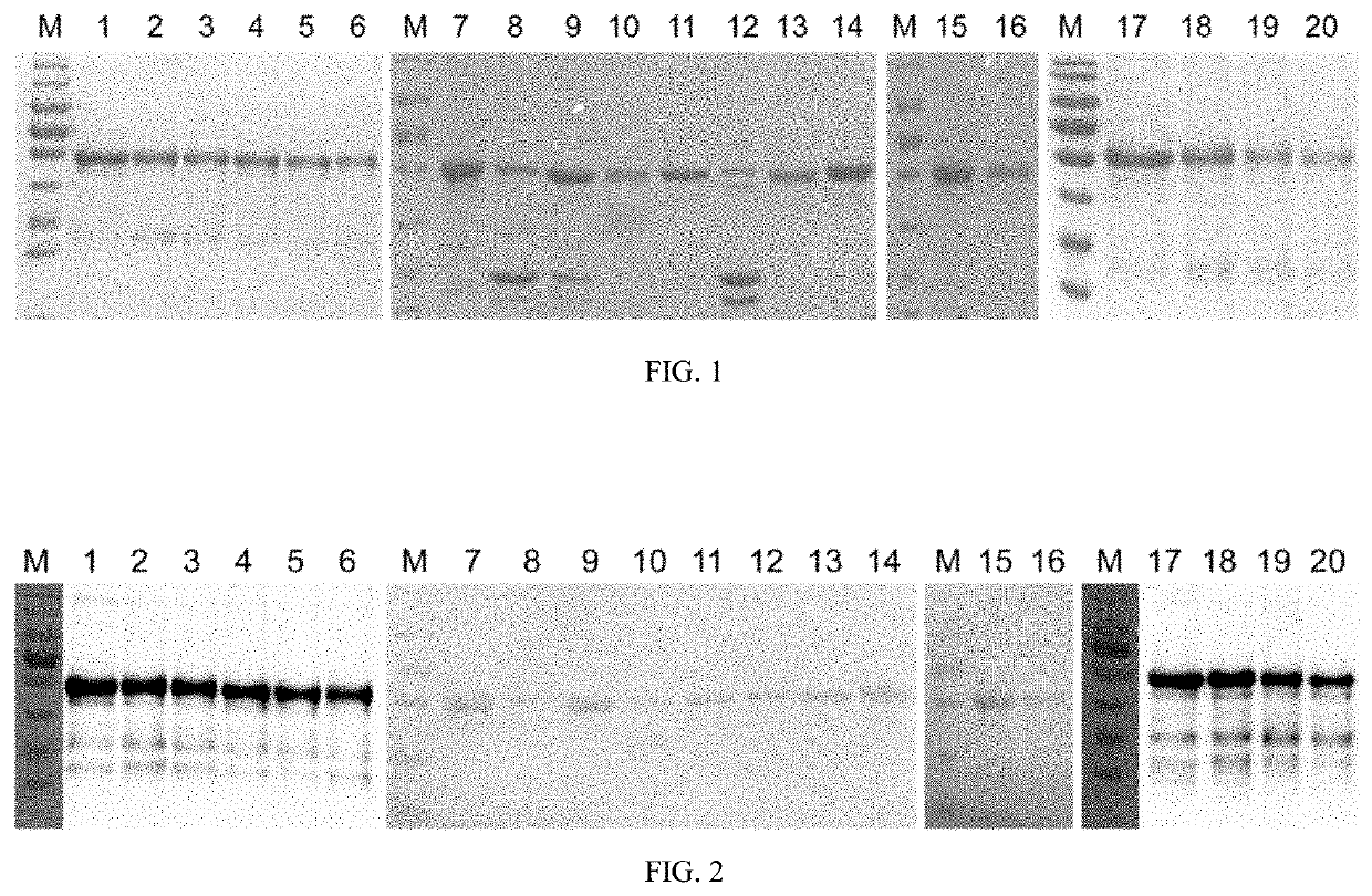 Mutant of l1 protein of human papillomavirus type 18