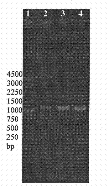 Colibacillus and method for performing soluble expression of transglutaminase proenzyme thereof
