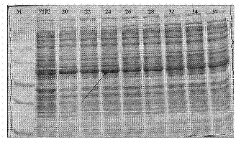 Colibacillus and method for performing soluble expression of transglutaminase proenzyme thereof