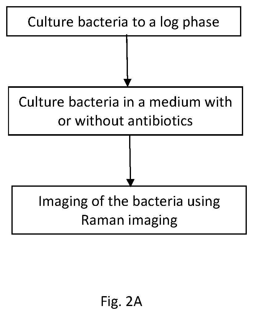 Method for the determination of antibiotic susceptibility through stimulated raman metabolic imaging
