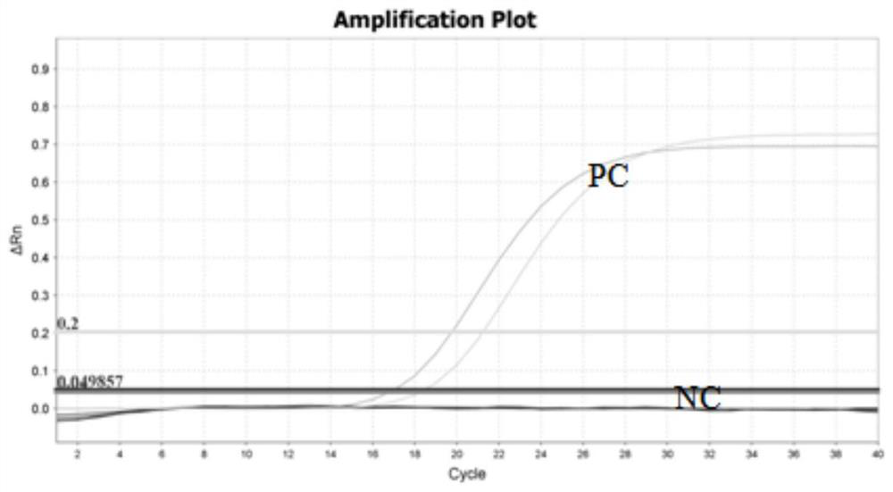 Novel coronavirus SARS-CoV-2 ORF1ab gene and N gene isothermal amplification primer group as well as kit