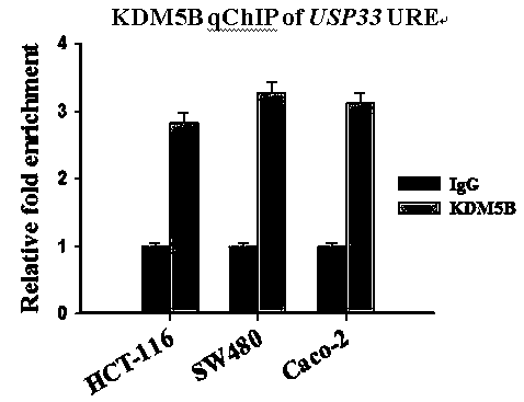 Mutant ubiquitination-specific protease 33 gene and its application