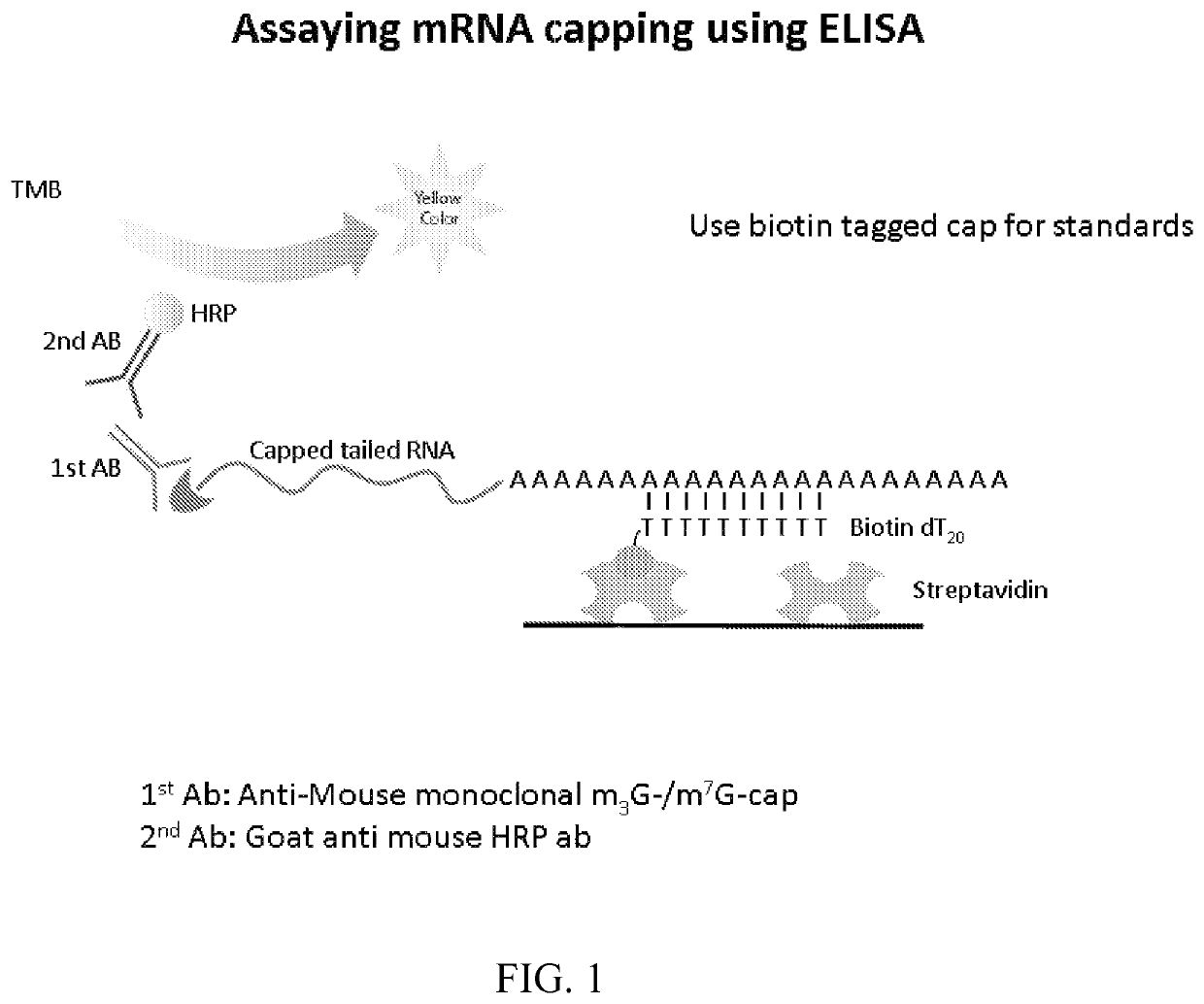 Quantitative assessment for cap efficiency of messenger RNA