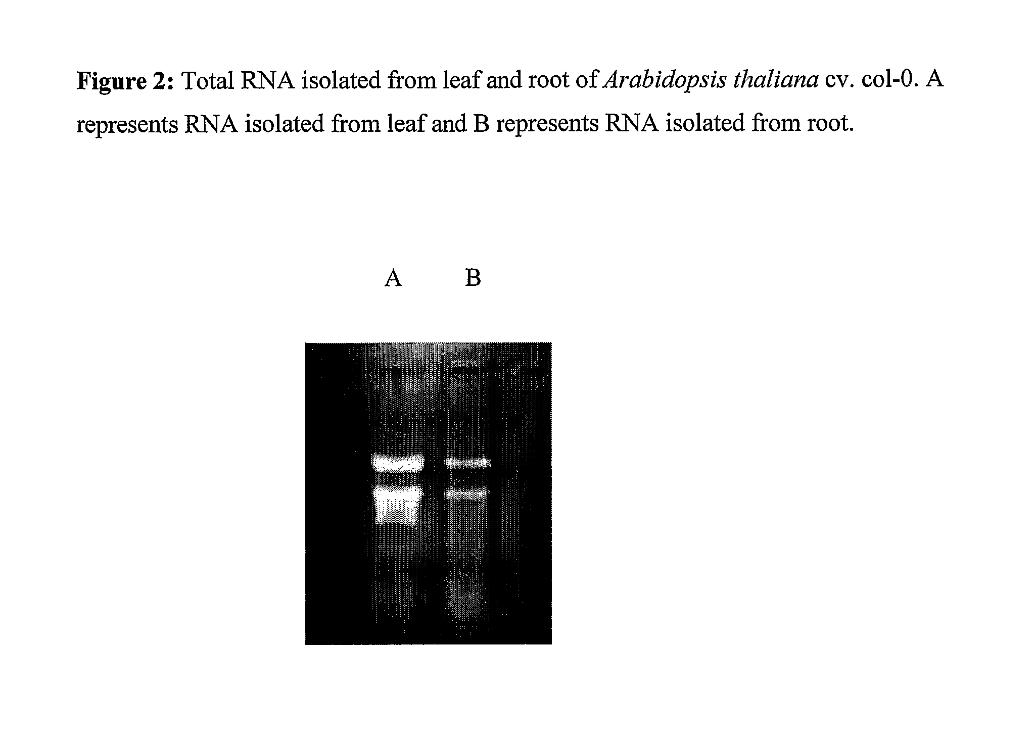 Method for rapid isolation of RNA and a kit thereof