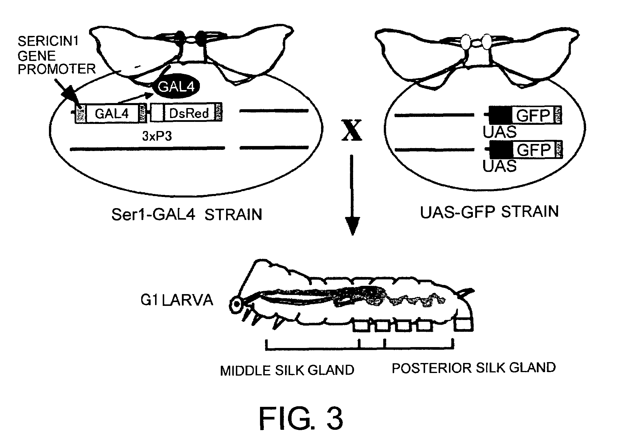 Methods for producing proteins using silkworm middle silk gland-specific gene expression system