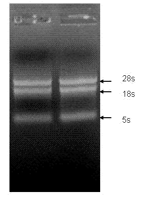 Method for simply and rapidly extracting total RNA from switchgrass tissue