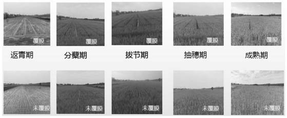 Biodegradable compostable rice film mulching planting method