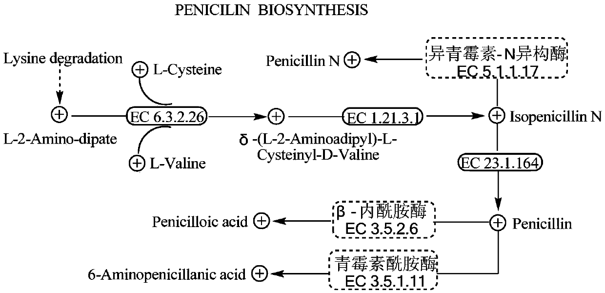 Construction method of penicillin-producing recombined strain of streptomyces virginiae IBL14