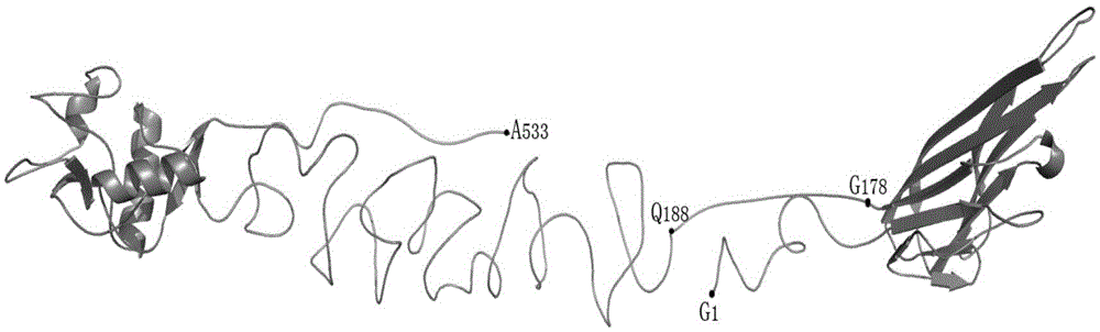 Fusion protein of tnfα and dc-sign and its application