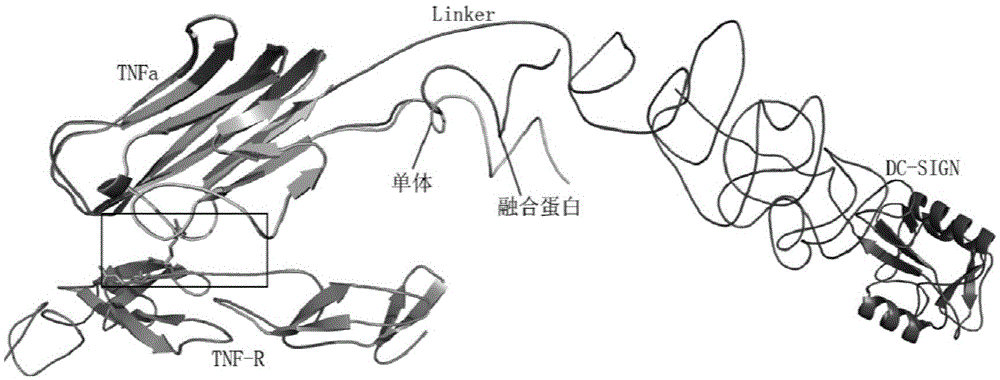 Fusion protein of tnfα and dc-sign and its application