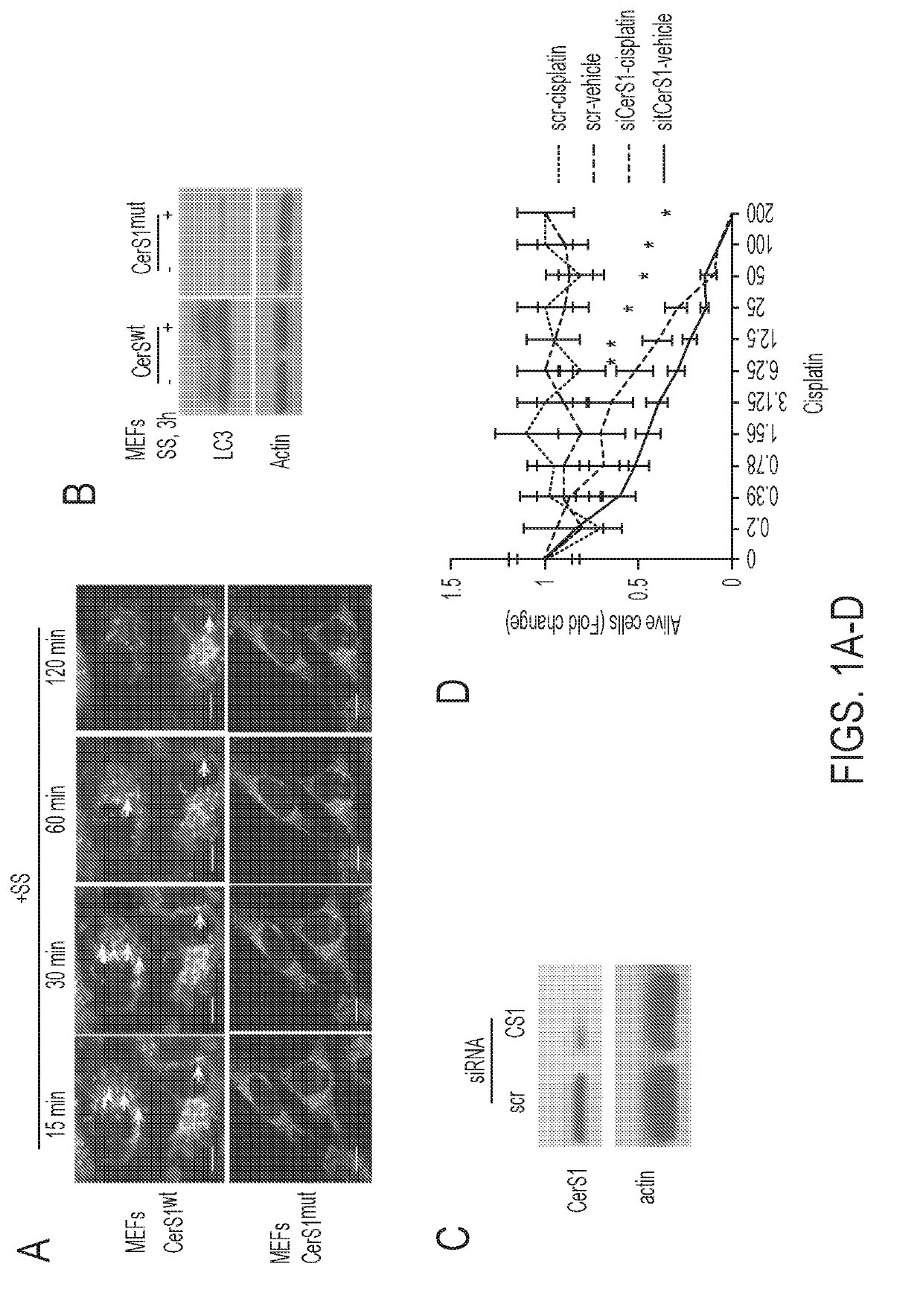Polypeptides for improved response to Anti-cancer therapy