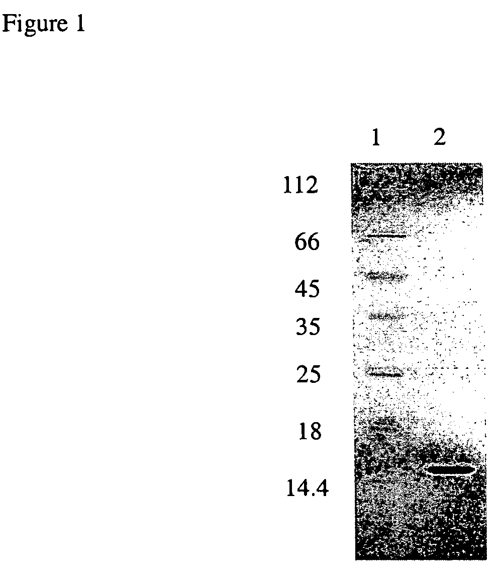 Recombinant protein comprising starch binding domain and use thereof