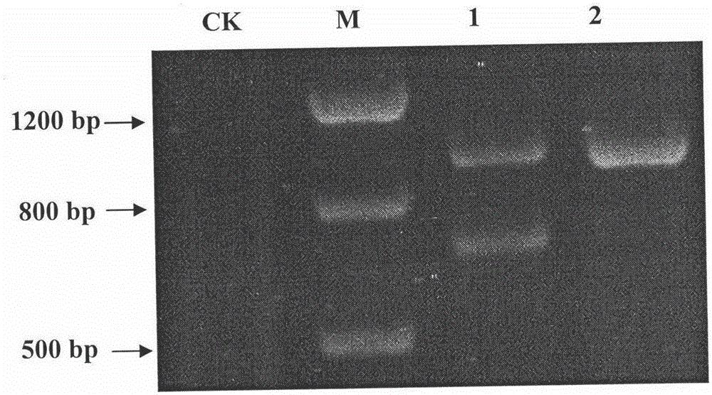 Method for quickly and synchronously detecting tomato yellow leaf curl virus and accompanying China tomato yellow leaf curl virus satellite