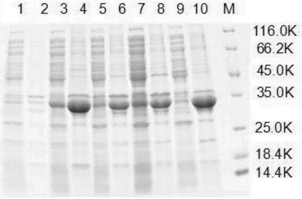 A method and application of preparing porcine interferon-λ3