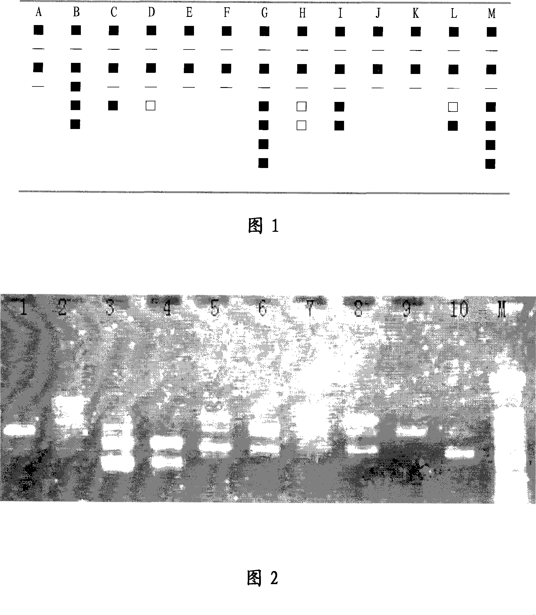 Obtaining precocial mutant of sugar beet by ion implantation, and verification technique