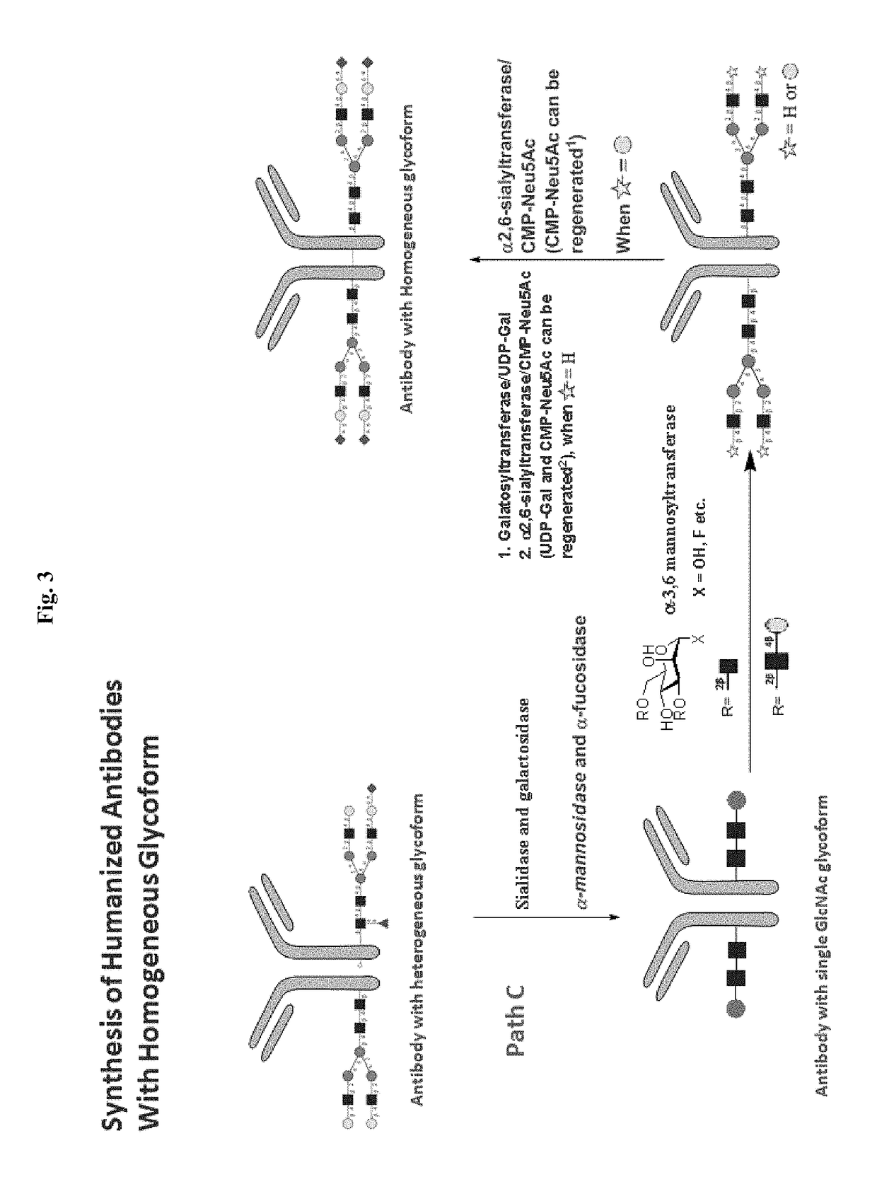 Methods for modifying human antibodies by glycan engineering