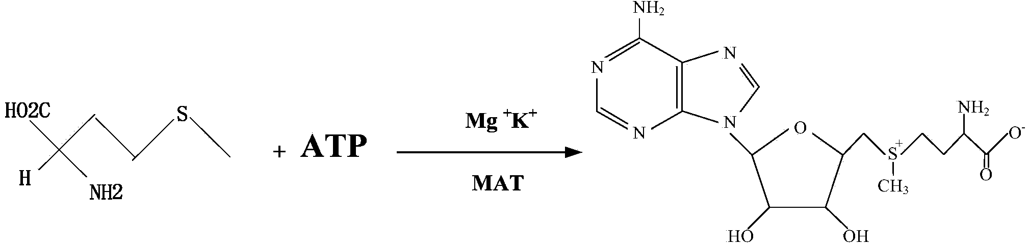 Method for improving yield of S-adenosylmethionine through gene expression regulation