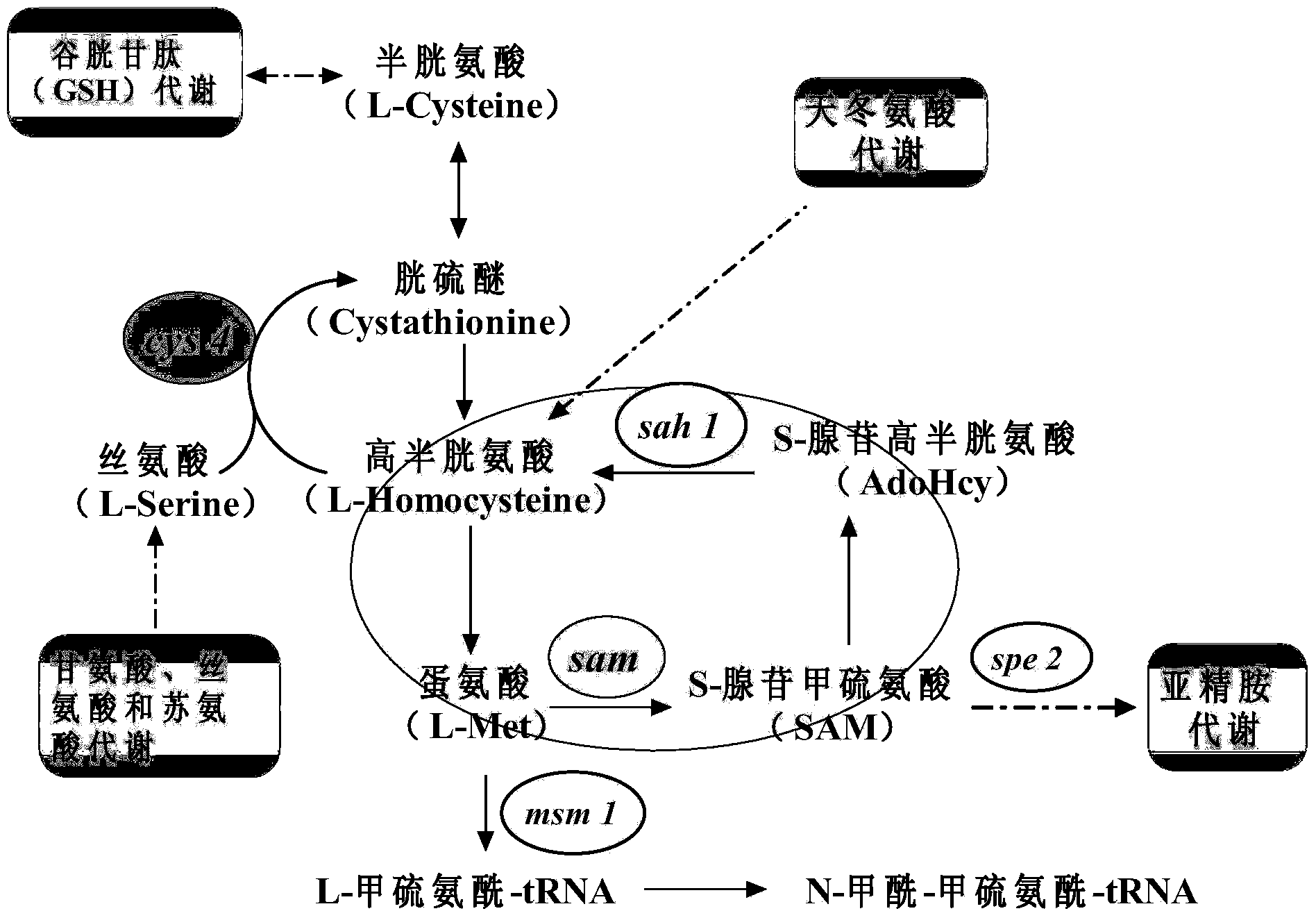 Method for improving yield of S-adenosylmethionine through gene expression regulation