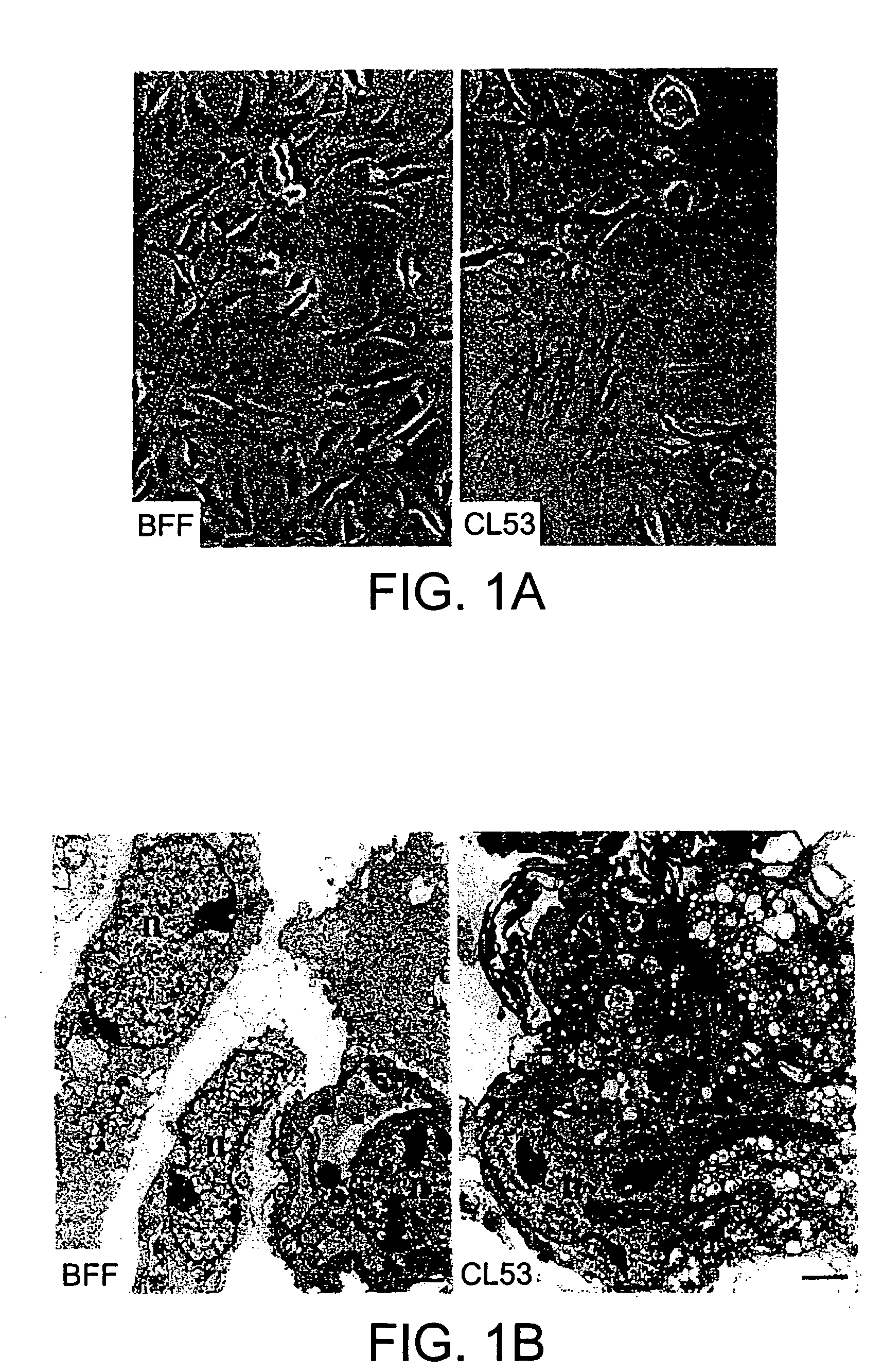 Methods of repairing tandemly repeated DNA sequences and extending cell life-span nuclear transfer
