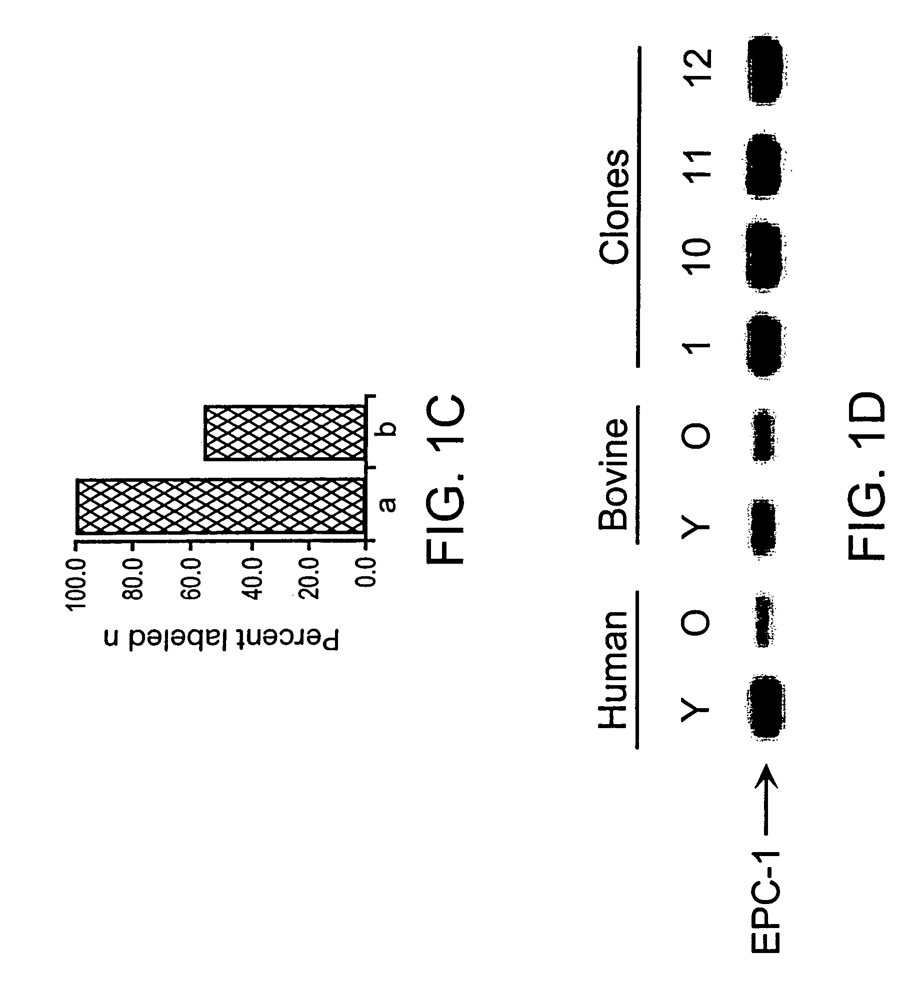 Methods of repairing tandemly repeated DNA sequences and extending cell life-span nuclear transfer