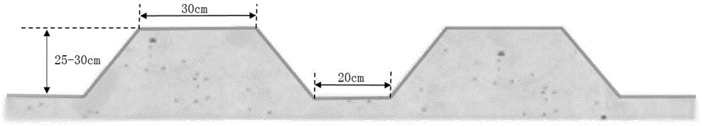 Cuttage-free chrysanthemum cultivation method