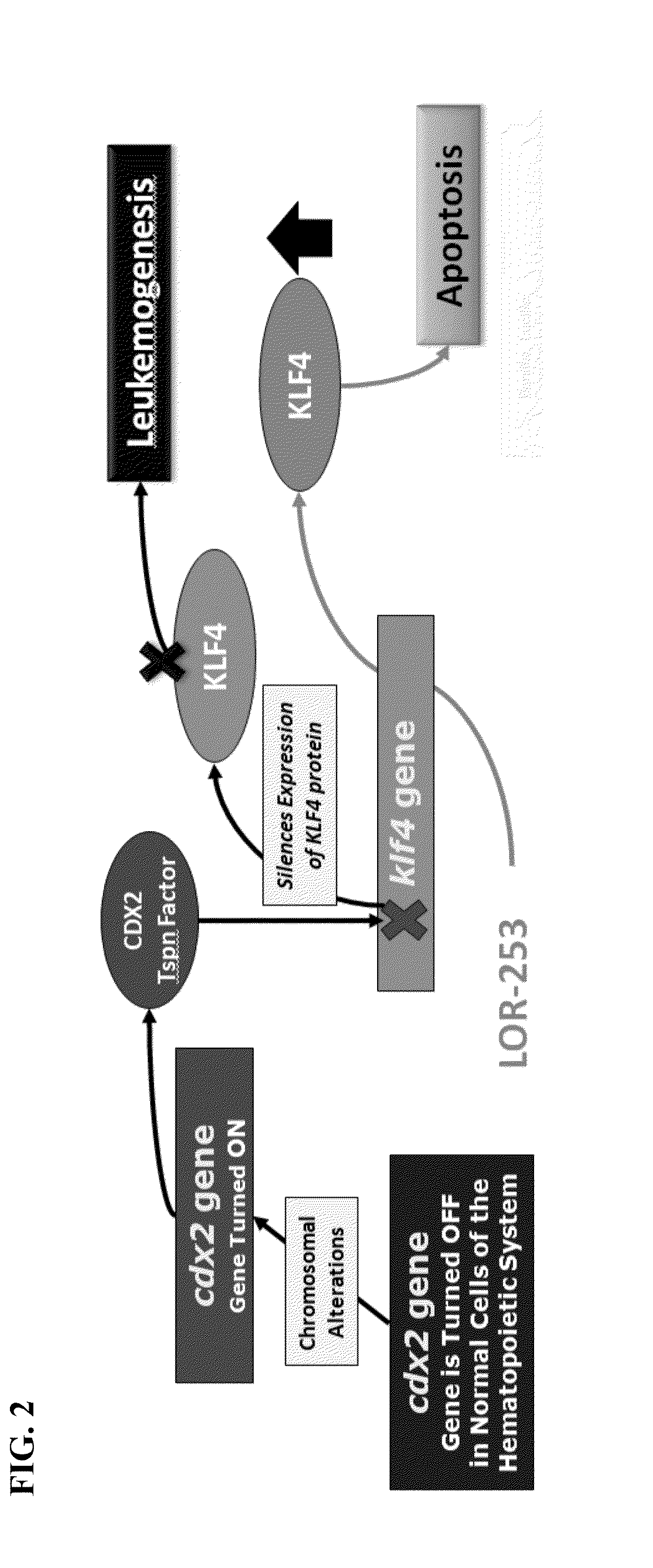 Compositions and methods for treating cancers