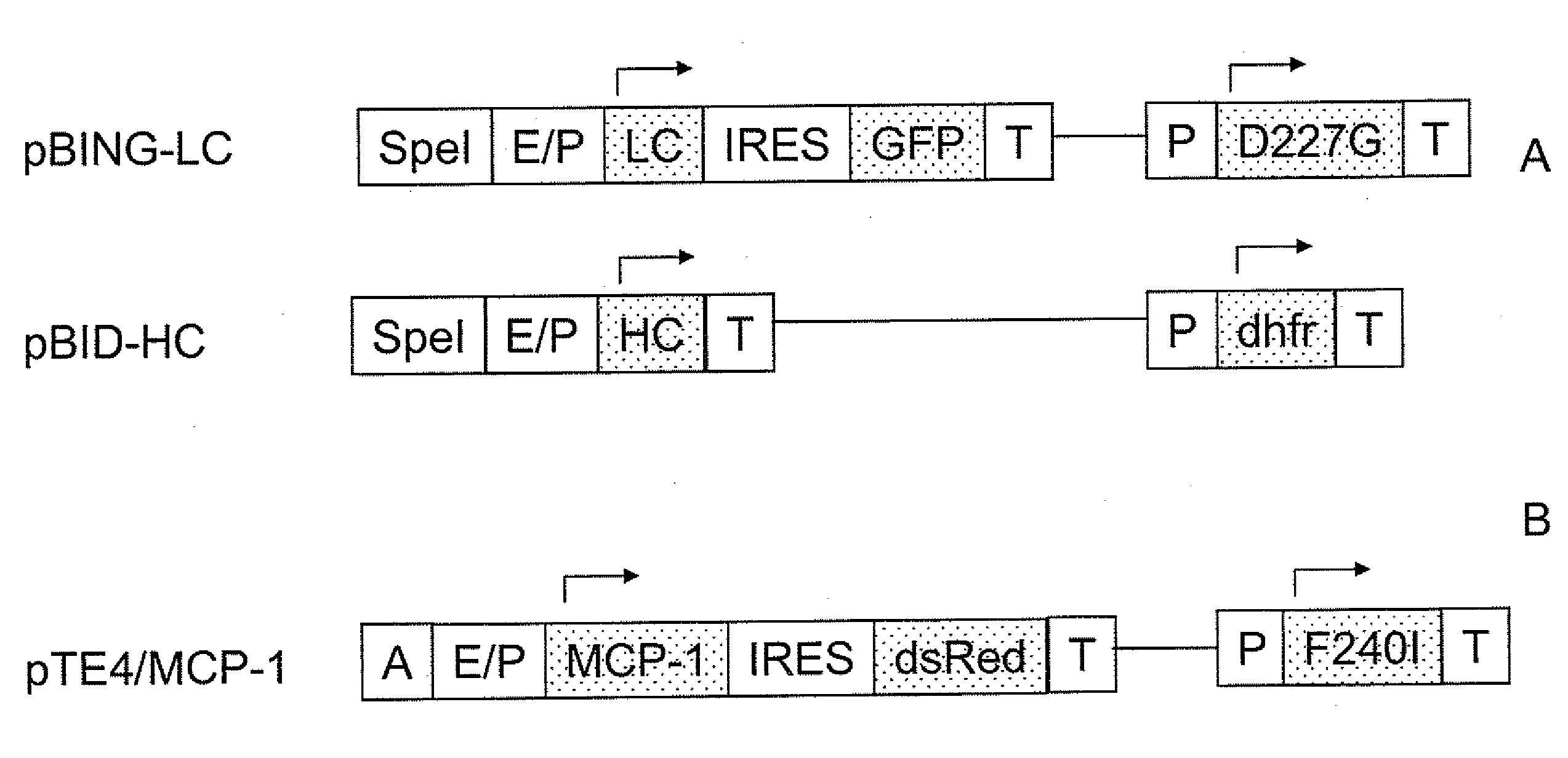 Regulatory Nucleic Acid Elements