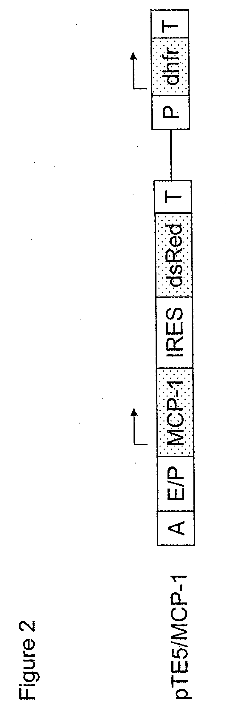 Regulatory Nucleic Acid Elements