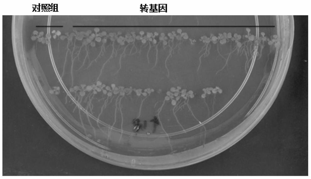 A method of promoting plant growth