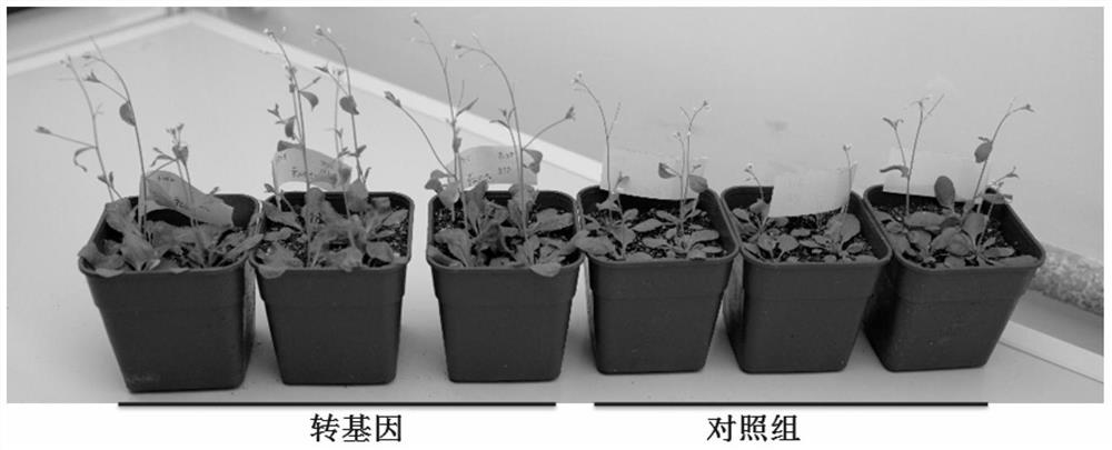 A method of promoting plant growth