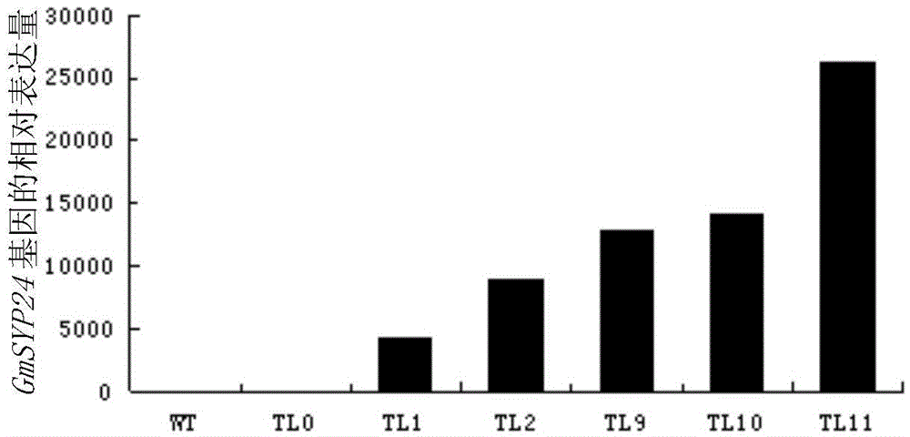 Application of Soybean Protein and Its Encoding Gene in Regulating Plant Drought Resistance