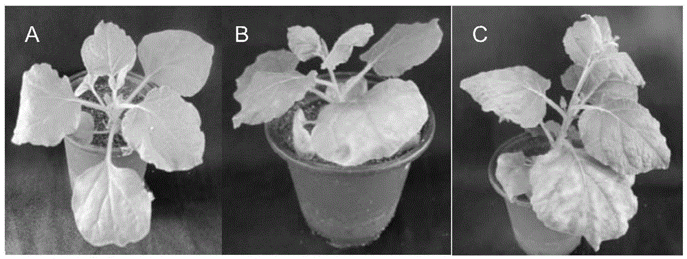 Application of Soybean Protein and Its Encoding Gene in Regulating Plant Drought Resistance