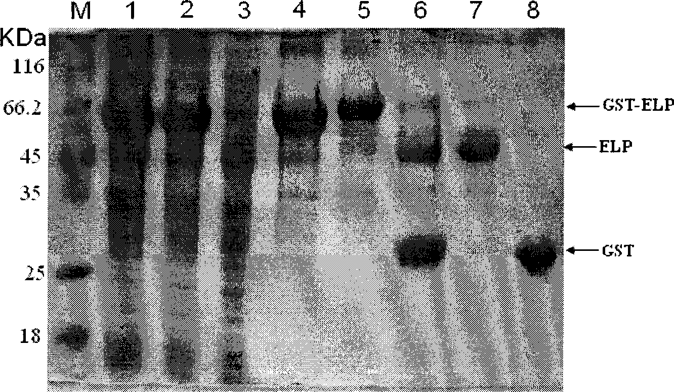 High efficiency ELP fusion protease as well as preparation and application thereof