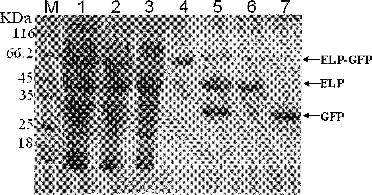 High efficiency ELP fusion protease as well as preparation and application thereof