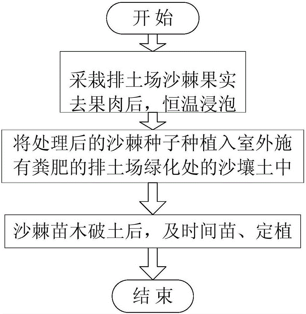 Strip mine hippophae seedling culture method