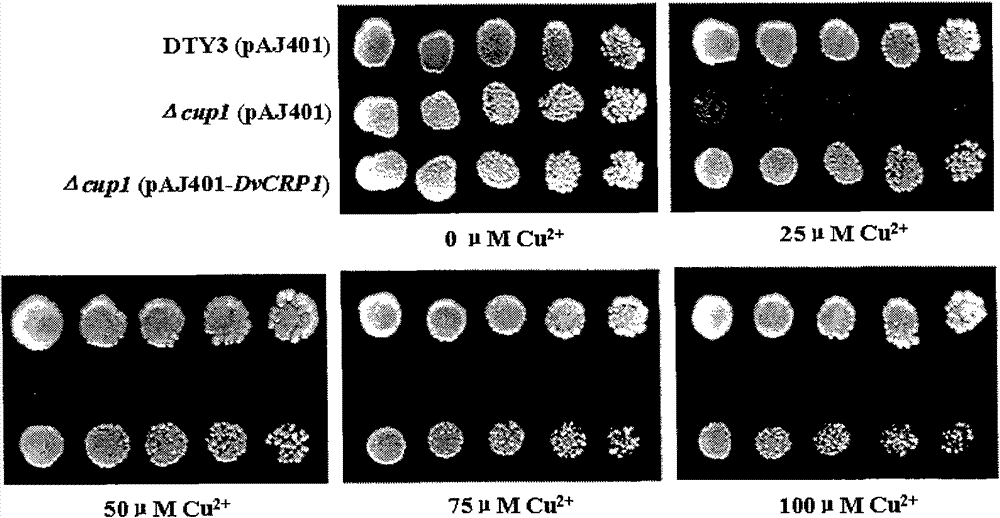 Gene DvCRP1 with Cd&lt;2+&gt; and Cu&lt;2+&gt; resistance as well as coding protein and application thereof