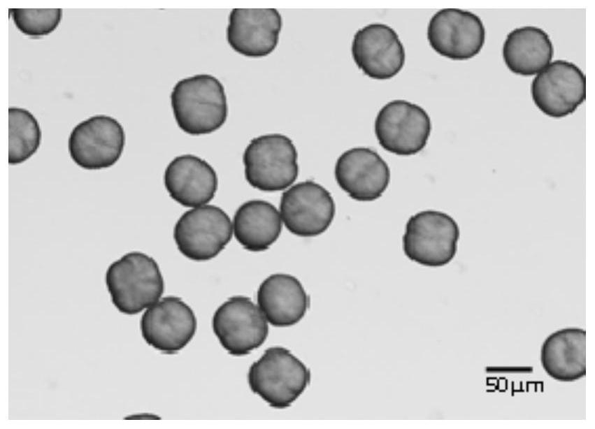 Clarithromycin spherical crystal as well as preparation method and application thereof